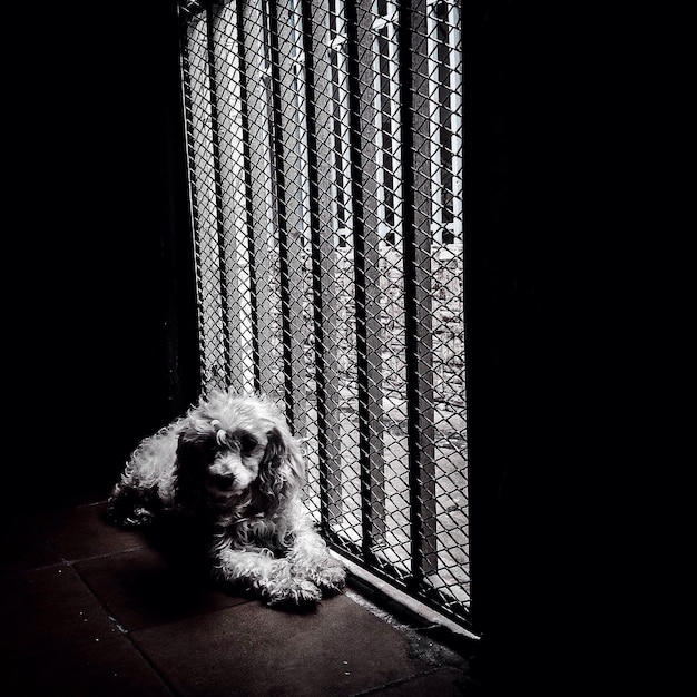 A small terrier dog looking stressed and whimpering outside of a closed metal crate in a dimly lit room, highlighting the negative emotions associated with forced confinement.