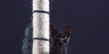 Cat Scratching Solutions: Redirect Feline Clawing with Positive Training - Cover Image