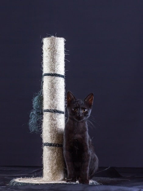 Cat Scratching Solutions: Redirect Feline Clawing with Positive Training