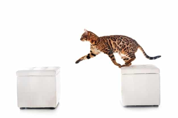 A cat playfully stretching and scratching a scratching post positioned right next to a sofa. The cat appears happy and engaged with the post.