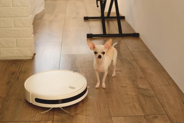 A small chihuahua is barking defensively at a vacuum cleaner, its fur standing on end, in a living room setting.