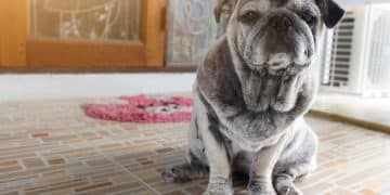 Canine Cognitive Dysfunction: Latest Training Strategies for Symptoms - Cover Image
