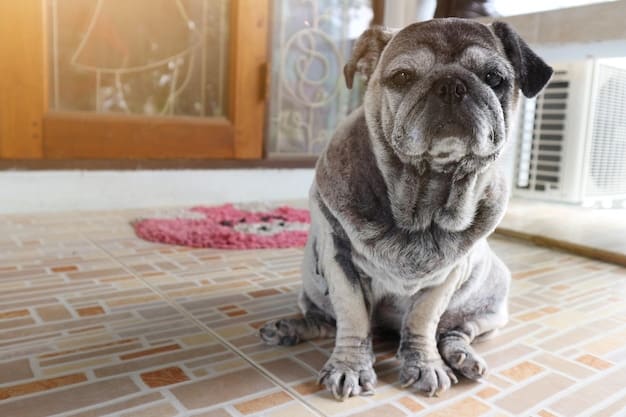 Canine Cognitive Dysfunction: Latest Training Strategies for Symptoms