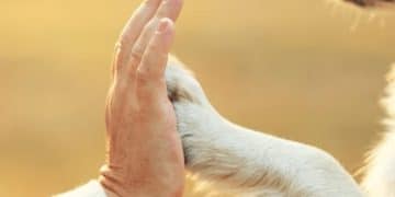 Stop Puppy Biting: Gentle Training Methods for Nipping and Mouthing - Cover Image