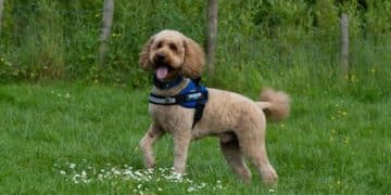 Dog Park Etiquette: Training Your Dog for Safe Social Interactions - Cover Image