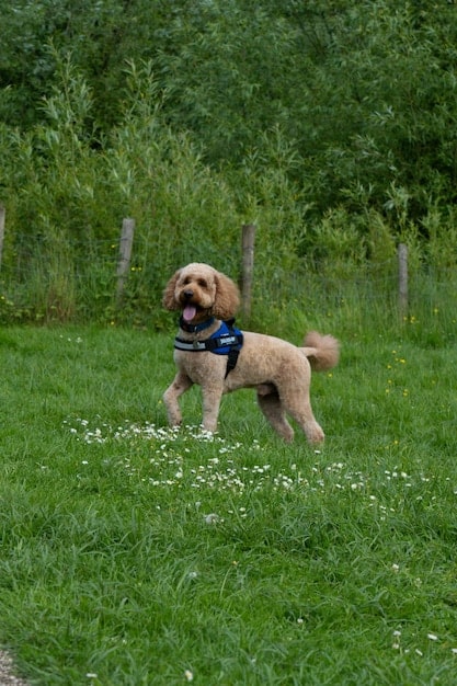 Dog Park Etiquette: Training Your Dog for Safe Social Interactions