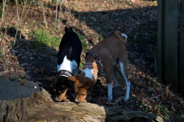 Two medium-sized dogs, a beagle and a terrier mix, sniffing each other cautiously but curiously on a well-maintained pathway in a dog park, with an attentive owner standing nearby.