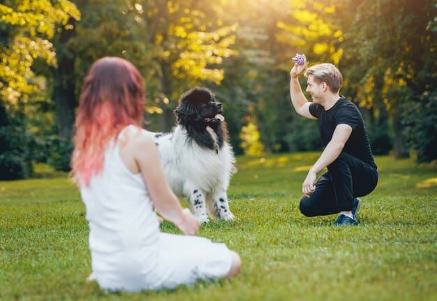 A black Labrador retriever and a white poodle playing together in a dog park, chasing each other gleefully, with their owners smiling in the background.