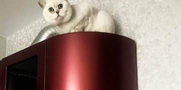 Stop Cat Spraying: Causes, Solutions & Training Tips - Cover Image