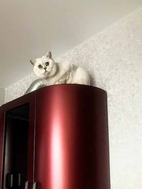 Stop Cat Spraying: Causes, Solutions & Training Tips