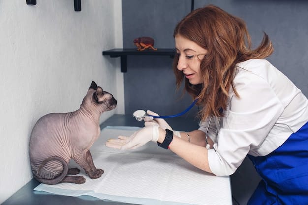 A veterinarian checking a cat.