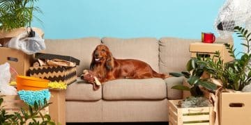 Are Pet Toy Subscription Box Reviews Worth It in 2025? - Cover Image