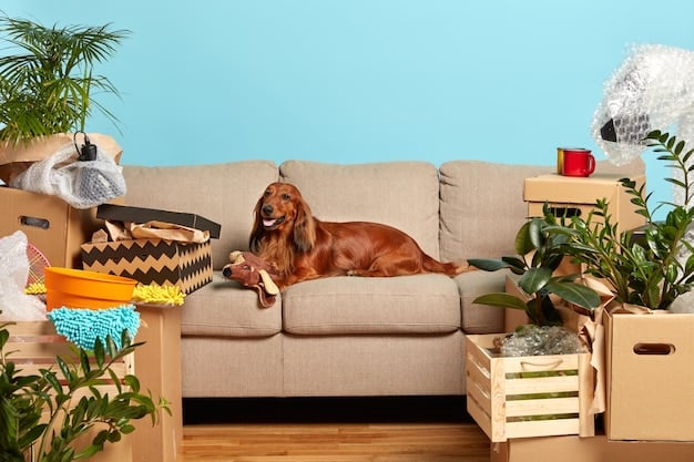 Are Pet Toy Subscription Box Reviews Worth It in 2025?