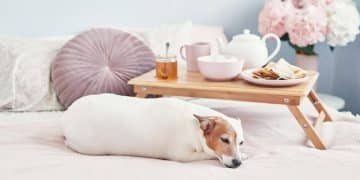 Is the 2025 Pet Bed Hype Real? Honest Reviews & Comfort Tests - Cover Image