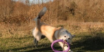 Beyond the Hype: Eco-Friendly Pet Products Real-World Reviews 2025 - Cover Image