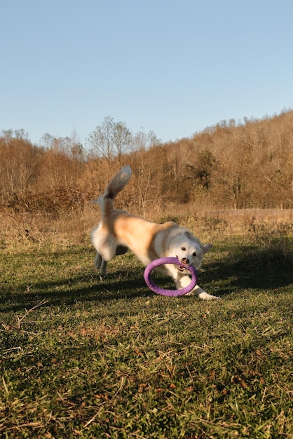 Beyond the Hype: Eco-Friendly Pet Products Real-World Reviews 2025
