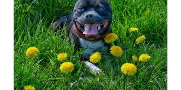 The Truth About Flea & Tick Prevention: 2025 Product Reviews & Safety - Cover Image