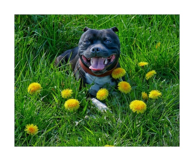 The Truth About Flea & Tick Prevention: 2025 Product Reviews & Safety