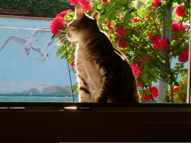 A cat wearing a flea and tick collar, sitting comfortably on a window sill. The cat looks relaxed and healthy, and the background shows a sunny outdoor scene.