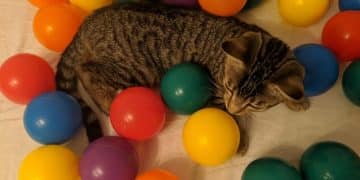 Unboxing & Reviewing 2025's Best Interactive Cat Toys - Cover Image