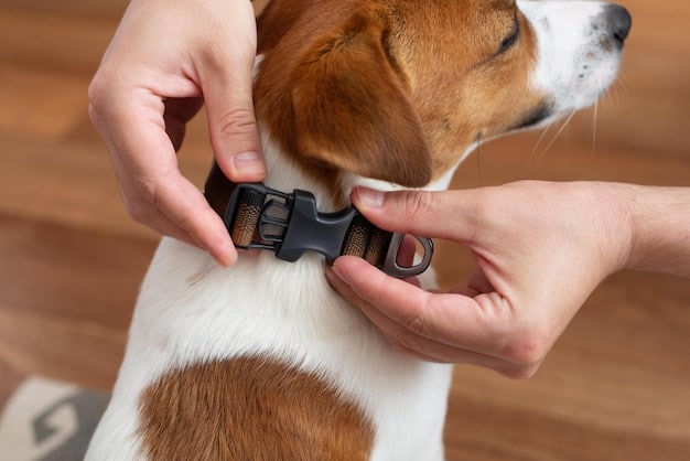 A close-up of a dog owner adjusting a vibration collar on their small dog, focusing on the comfort and proper fit of the collar. The owner's hands are gentle and reassuring.