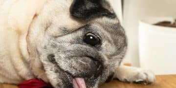 Is Raw Food Right for Your Pet? 2025 Review & Brand Guide - Cover Image