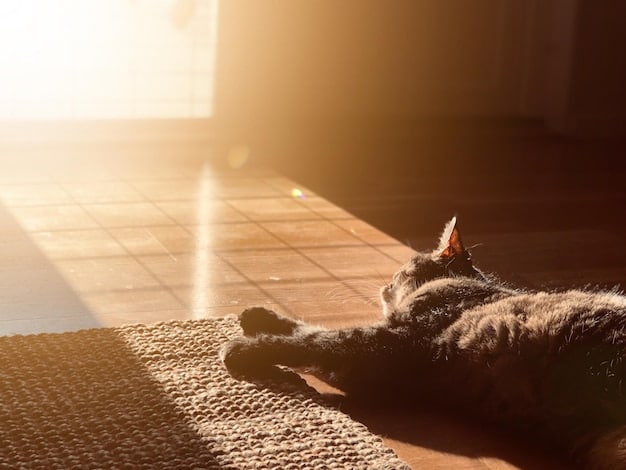 A cat relaxing peacefully in a sunbeam, with a relaxed expression and closed eyes.
