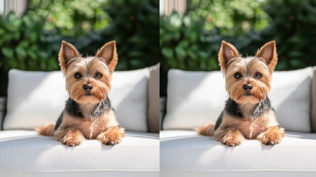 A split-screen image showing: on the left, a frustrated-looking chihuahua staring at an unsolved puzzle toy, and on the right, a happy border collie successfully retrieving a treat from a complex puzzle.