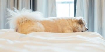 Orthopedic Dog Bed Reviews: Top Brands for Dog Support in 2025 - Cover Image