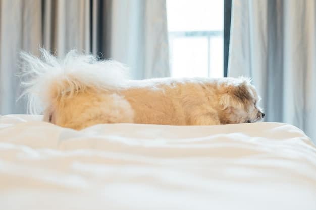 Orthopedic Dog Bed Reviews: Top Brands for Dog Support in 2025