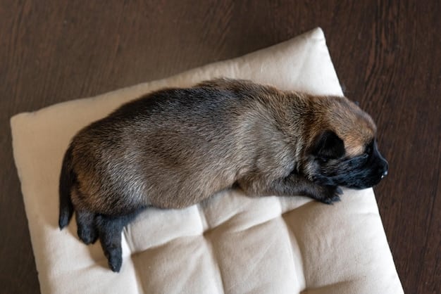 A small dachshund happily sleeping on an orthopedic dog bed, illustrating the perfect size and comfort for smaller breeds.