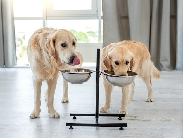 Dog Diabetes Alert: New Study Shows 15% Case Increase in the US
