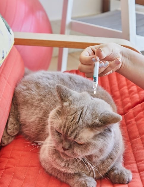 Protect Your Cat: Understanding 2025 Feline Leukemia Vaccine Guidelines