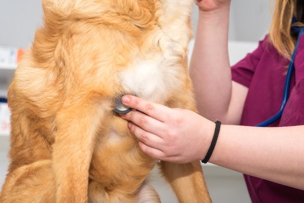 A veterinarian examining a dog's skin during a check-up. The vet is using a tool to gently lift the dog's fur to inspect the skin for redness or irritation. The dog appears calm and cooperative.