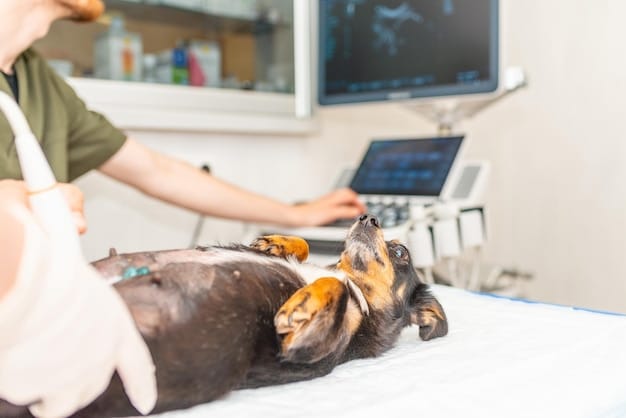 An echocardiogram image showing a dog's heart with an enlarged left atrium, indicative of mitral valve disease. The image should be clear and labeled to show the affected areas.