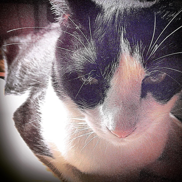 A close-up shot of a senior cat's ribs showing through its fur, indicating weight loss. The cat's face appears gaunt.