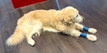 Pet First Aid: Essential Guide to Home Emergencies - Cover Image