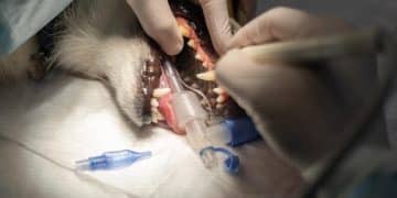 Pet Dental Health: How Annual Cleanings Add Years to Your Pet's Life - Cover Image