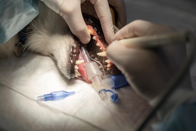 Pet Dental Health: How Annual Cleanings Add Years to Your Pet’s Life