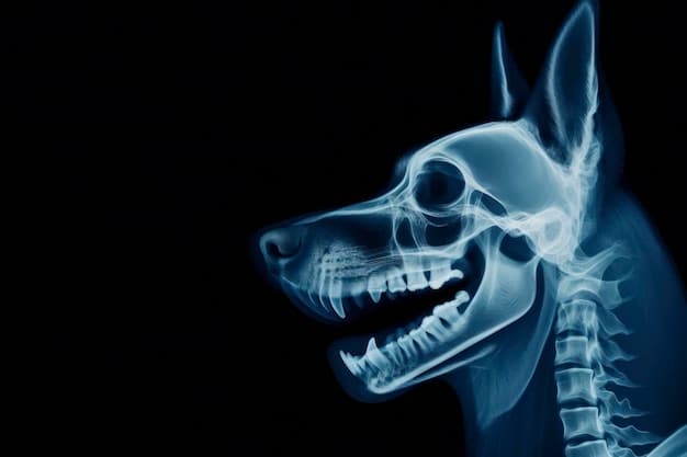 An X-ray of a dog's teeth, clearly showing the bone loss and inflammation caused by periodontal disease.
