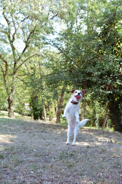 Is Your Pet Overweight? Body Condition Score & Weight Loss Plan