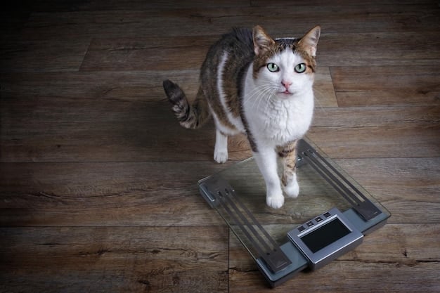 A cat lying down, looking visibly overweight, with a concerned expression on its face. A measuring tape is gently placed around its belly.