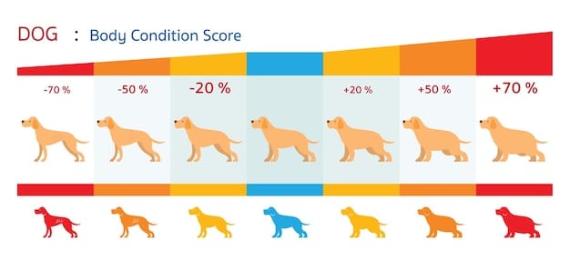 A diagram showing different dog body shapes, ranging from underweight to obese, with clear visual indicators for each state.