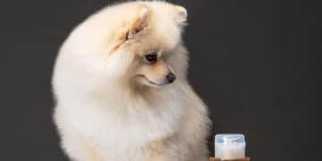 Gut Health and Anxiety in Dogs: New Research & Probiotic Guide - Cover Image