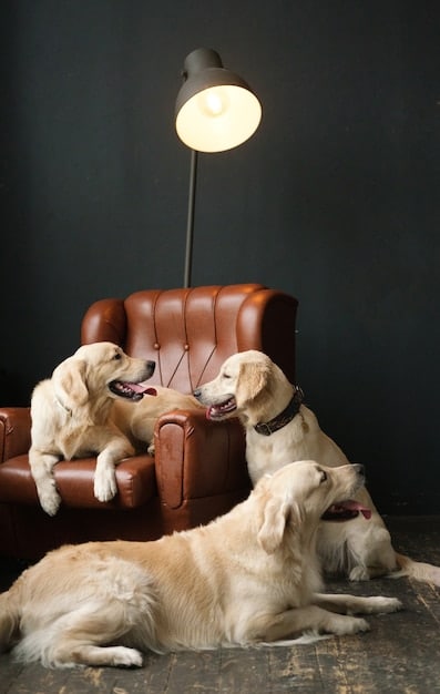 A happy, relaxed Golden Retriever lying on a comfortable bed, chewing on a dog toy. The scene is warm and inviting, suggesting a calm and stress-free environment.