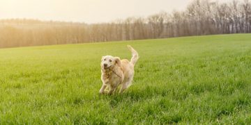 Protect Your Pet: Lyme Disease Prevention Strategies for 2025 - Cover Image