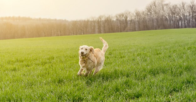 Protect Your Pet: Lyme Disease Prevention Strategies for 2025