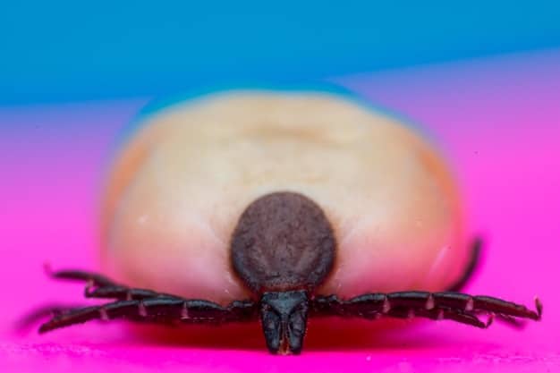 A close-up shot of a black-legged tick attached to a dog's fur, highlighting the tick's size and appearance.