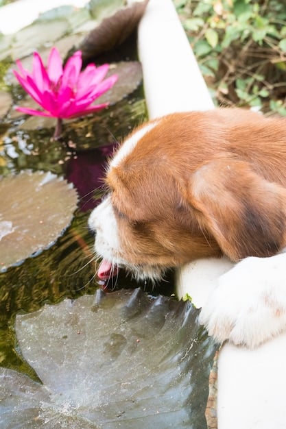 Is Your Pet Drinking Enough Water? Preventing Dehydration & Kidney Issues