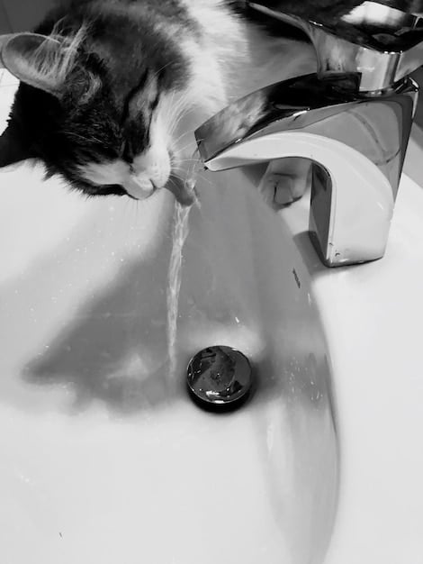 A cat is lapping water from a ceramic fountain in a well-lit, modern kitchen. The fountain is clean and the cat looks relaxed and content.